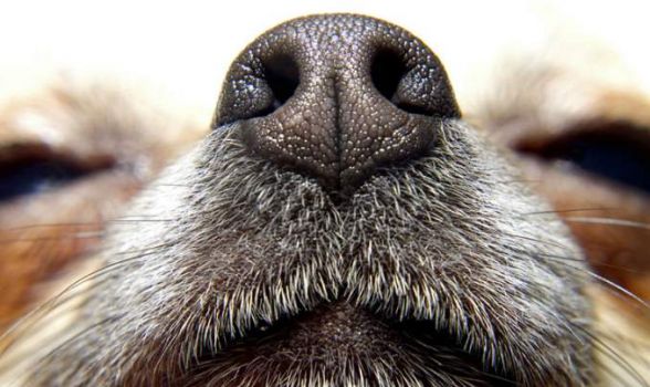 Corrimento nasal em cães - Causas e tratamento